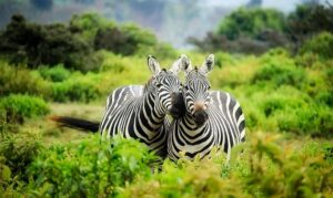 ZEBRE