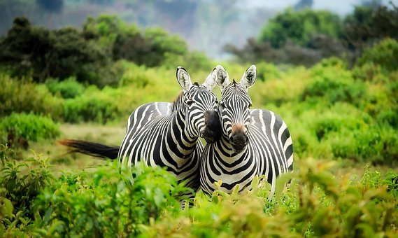 ZEBRE